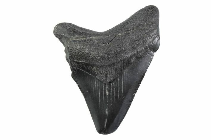 Serrated, Juvenile Megalodon Tooth - South Carolina #362233